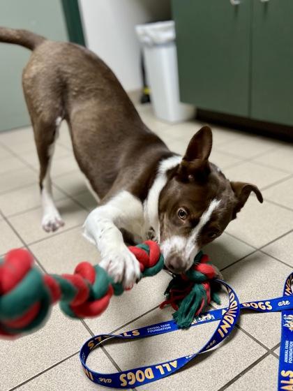 Enlarge Todd, a ADOPTABLE mixed breed in Traverse City, MI image 6/6