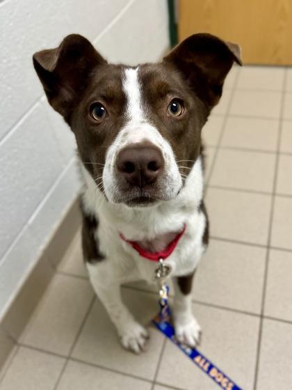 Enlarge Todd, a ADOPTABLE mixed breed in Traverse City, MI image 3/6