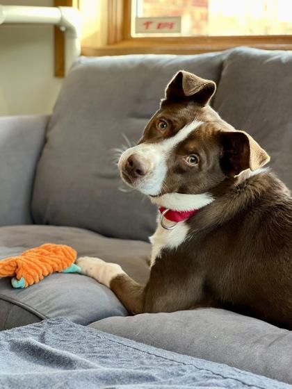Enlarge Todd, a ADOPTABLE mixed breed in Traverse City, MI image 2/6