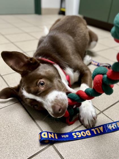Enlarge Todd, a ADOPTABLE mixed breed in Traverse City, MI image 4/6