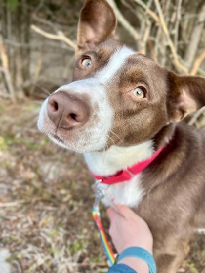 Enlarge Todd, a ADOPTABLE mixed breed in Traverse City, MI image 1/6