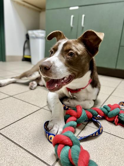 Enlarge Todd, a ADOPTABLE mixed breed in Traverse City, MI image 5/6