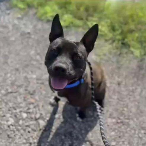 Enlarge Gizmo Girl, a Adoptable Terrier in Wadena, MN image 3/6