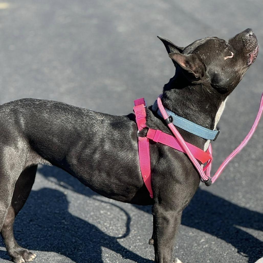 Enlarge Gizmo Girl, a Adoptable Terrier in Wadena, MN image 4/6