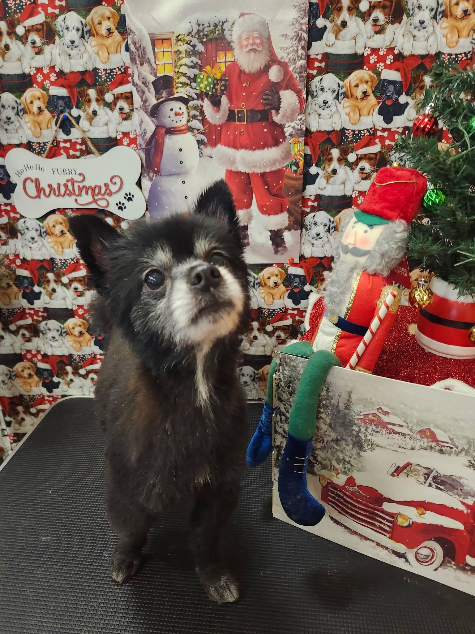 Enlarge Cali & Teddy, a ADOPTABLE Pomeranian in Reedsport, OR image 1/4