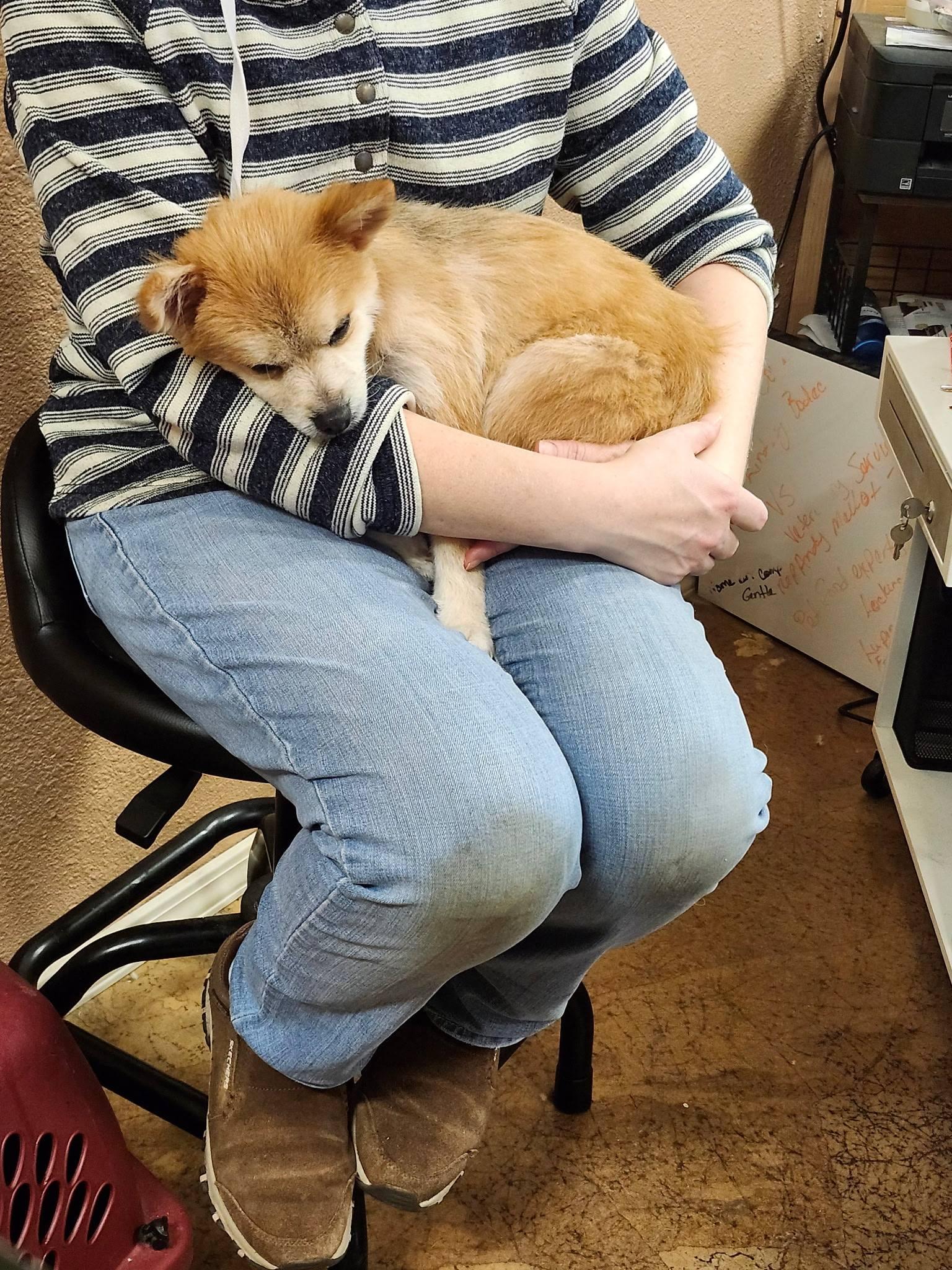Enlarge Cali & Teddy, a ADOPTABLE Pomeranian in Reedsport, OR image 2/4