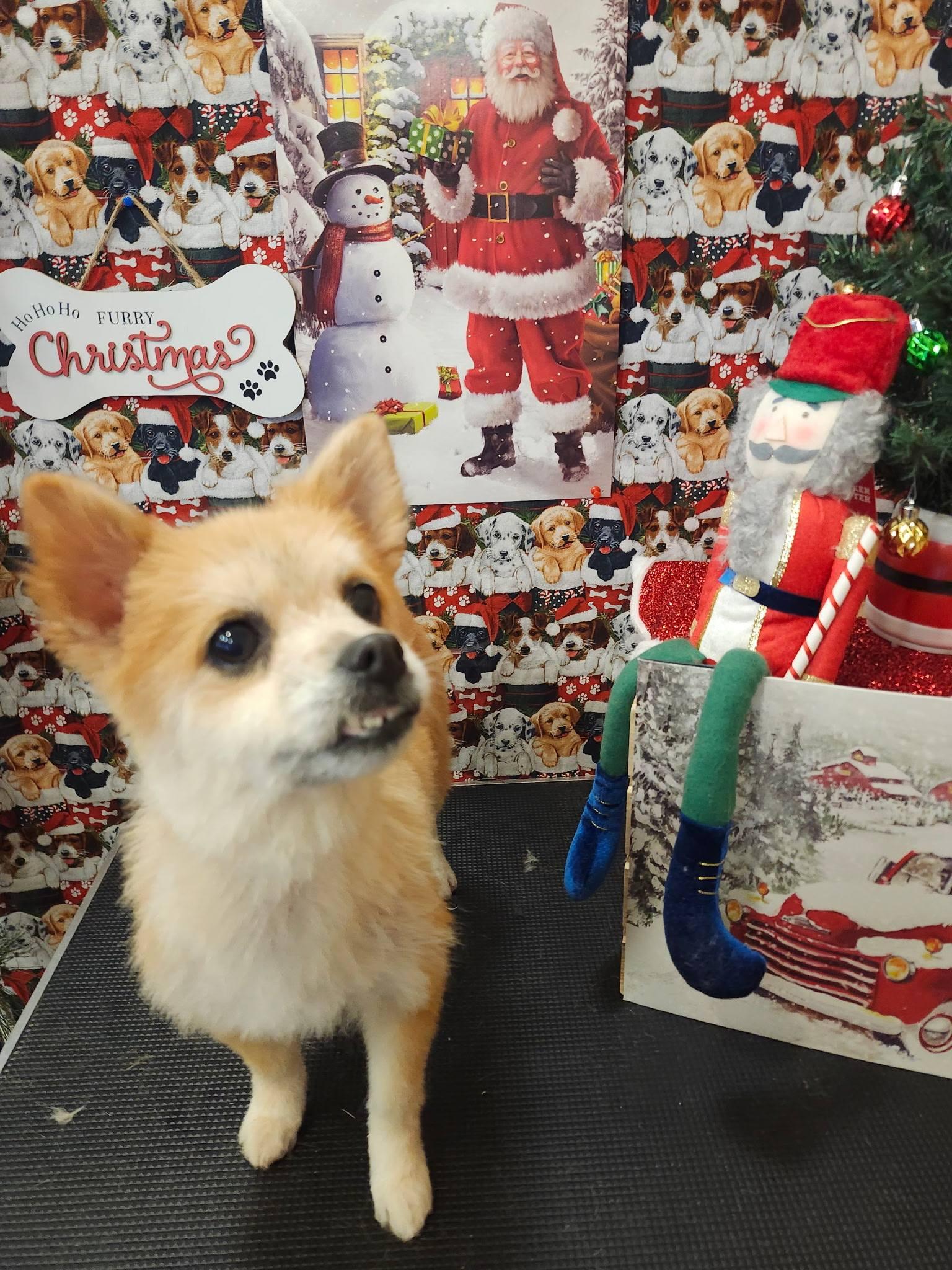 Enlarge Cali & Teddy, a ADOPTABLE Pomeranian in Reedsport, OR image 3/4