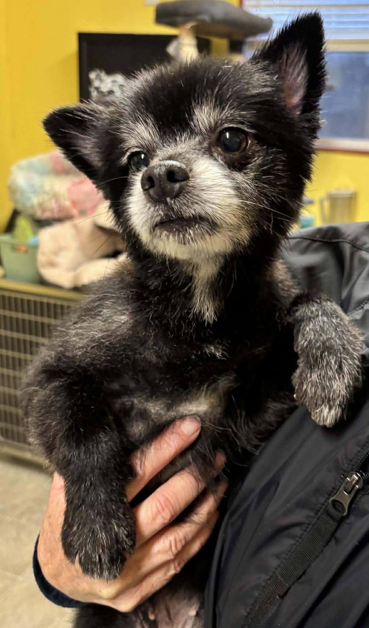 Enlarge Cali & Teddy, a ADOPTABLE Pomeranian in Reedsport, OR image 4/4
