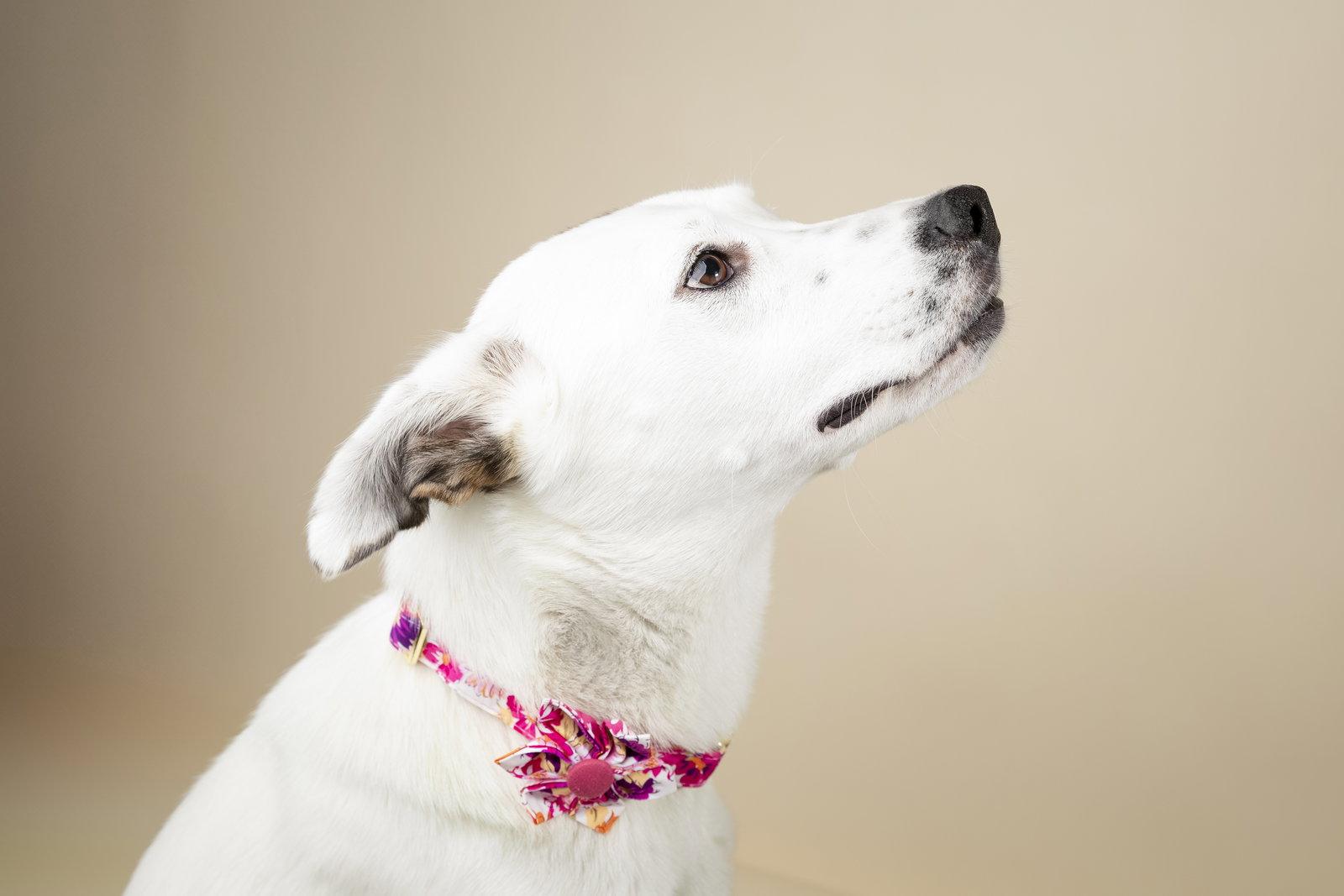 Lumi, Adoptable, Adult Female Shepherd & Labrador Retriever.