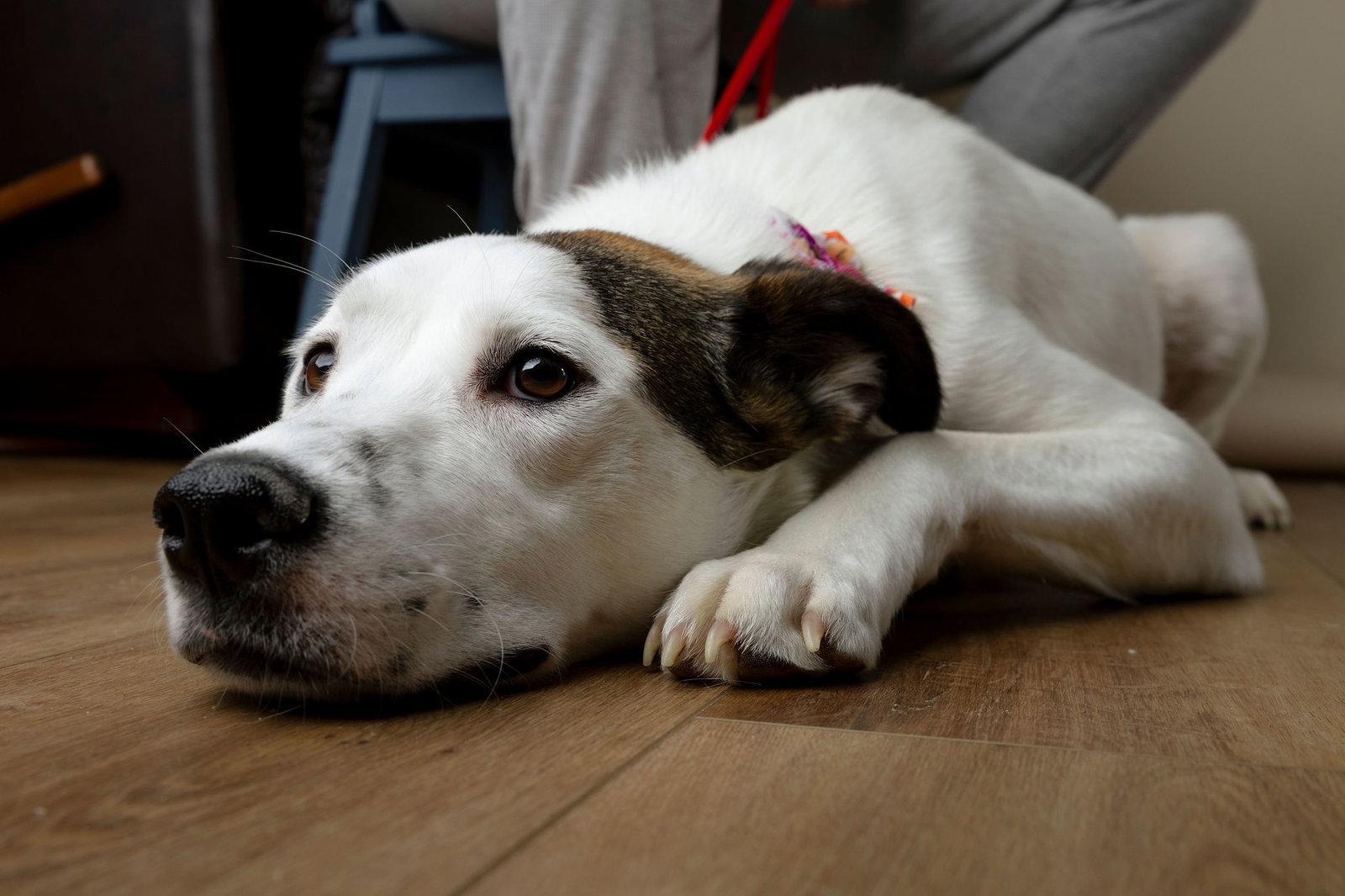 Enlarge Lumi, a Adoptable mixed breed in Garner, NC image 2/3
