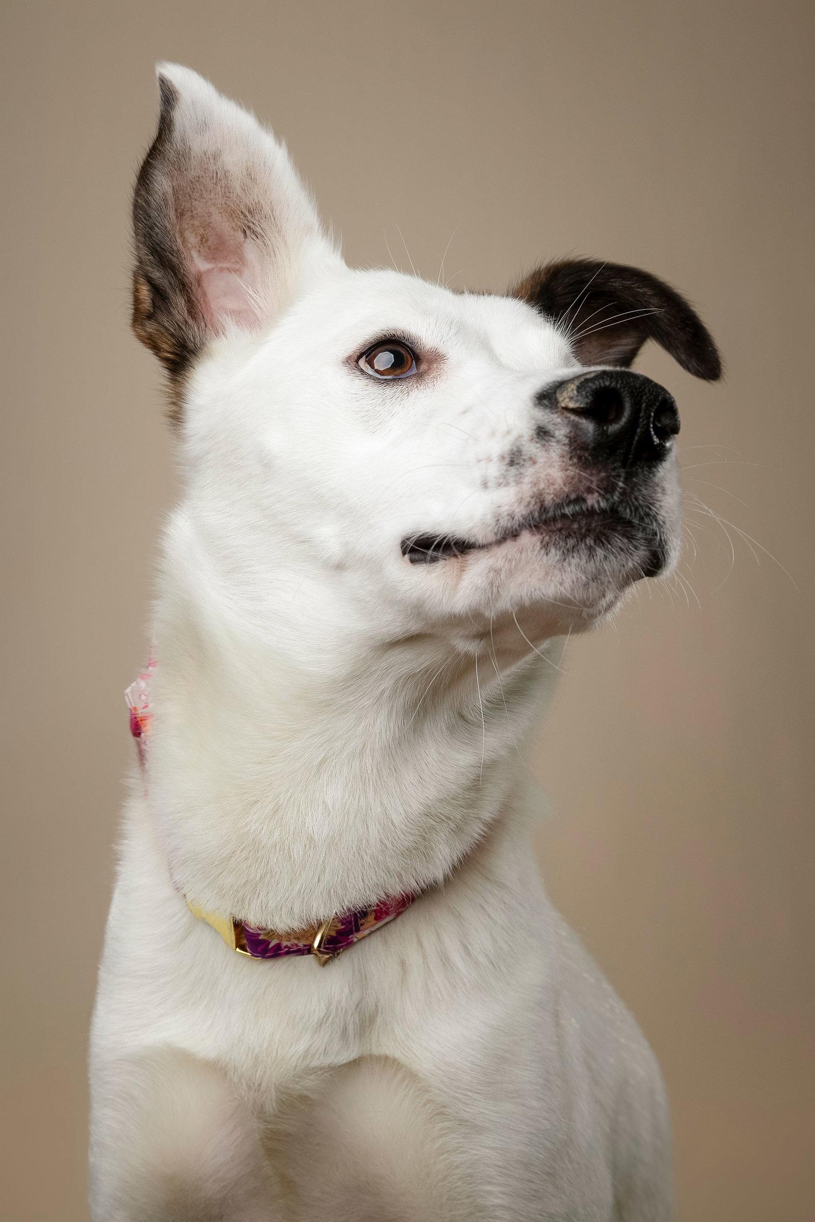 Enlarge Lumi, a Adoptable mixed breed in Garner, NC image 3/3