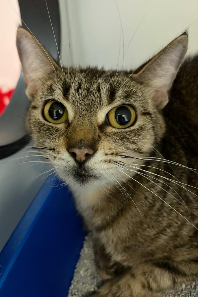 Topaz, Adoptable, Young Female Domestic Short Hair.