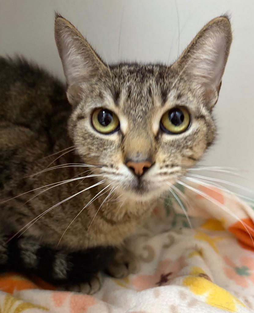 Enlarge Topaz, a Adoptable mixed breed in Huntington, IN image 2/3