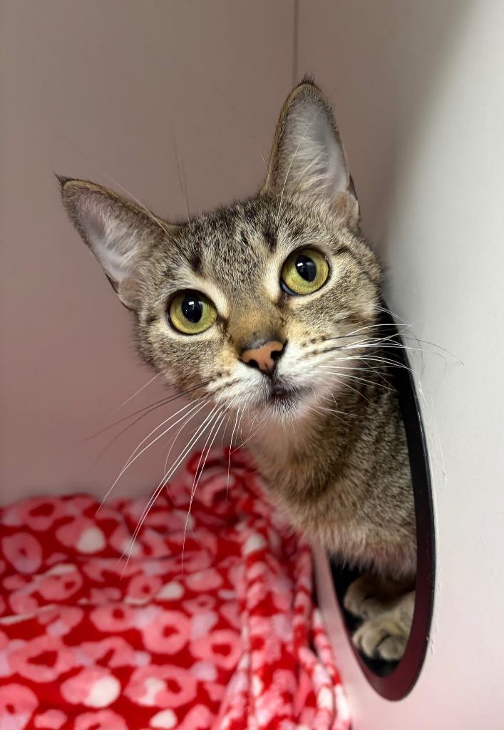 Enlarge Topaz, a Adoptable mixed breed in Huntington, IN image 3/3