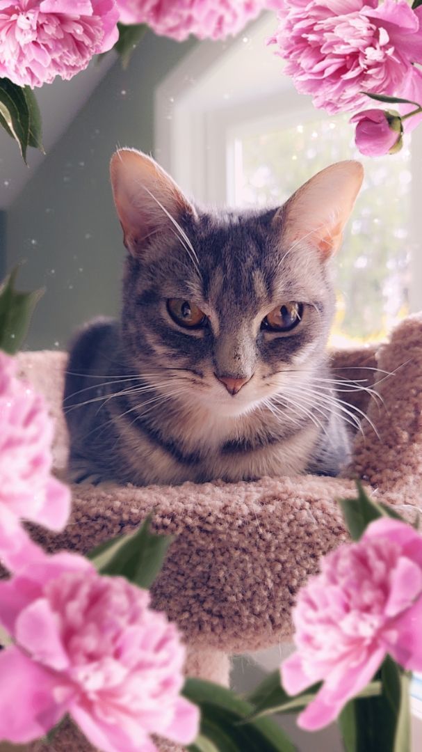 Chica, a Adoptable Domestic Short Hair in Landenberg, PA image 1/5