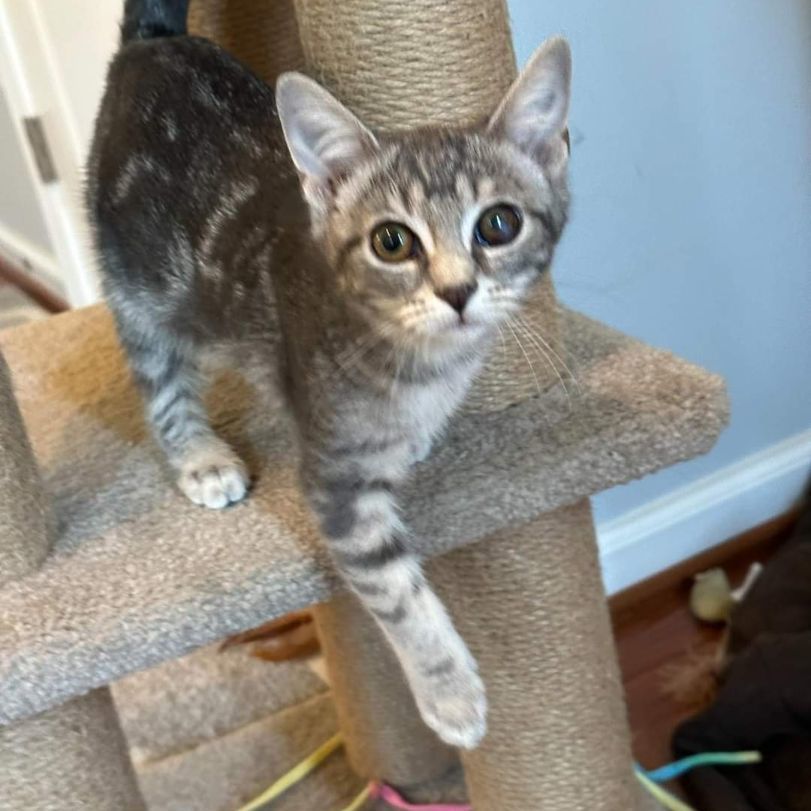 Chica, a Adoptable Domestic Short Hair in Landenberg, PA image 2/5