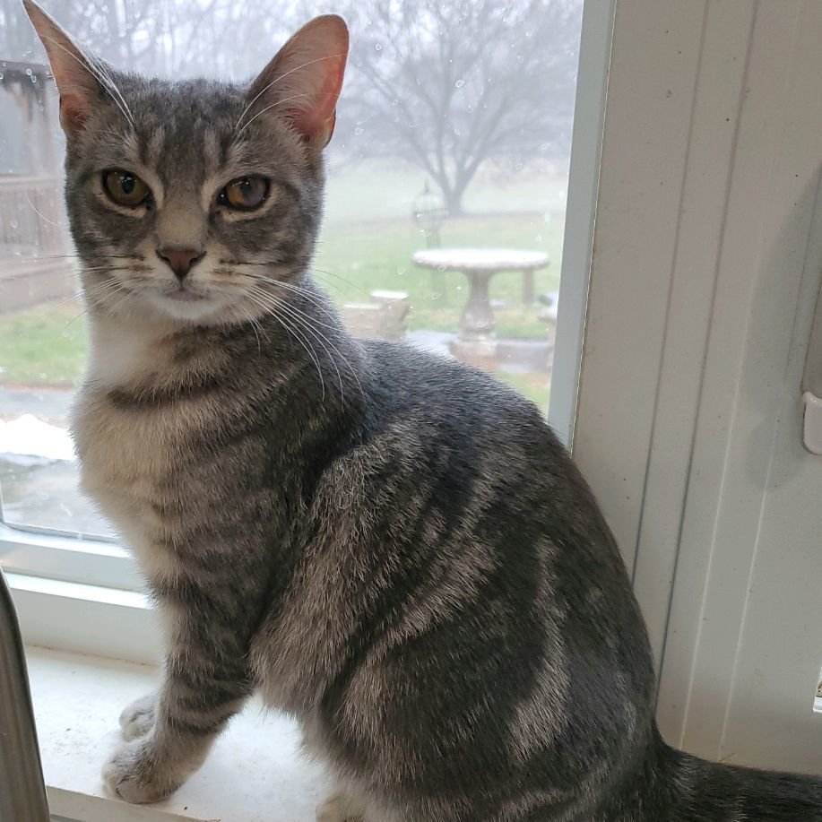 Chica, a Adoptable Domestic Short Hair in Landenberg, PA image 3/5