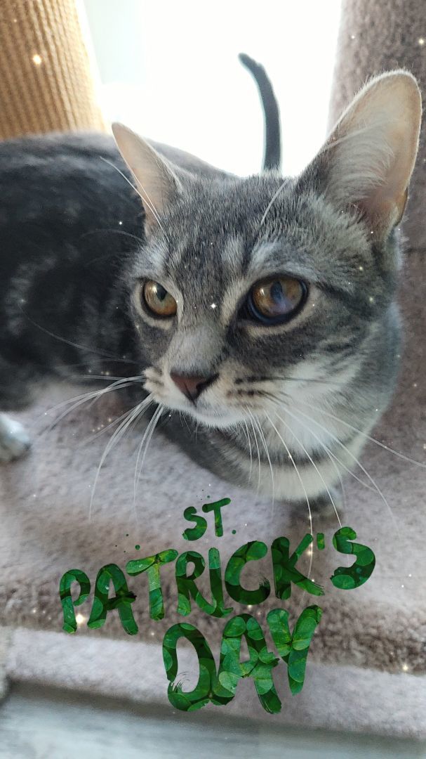 Chica, a Adoptable Domestic Short Hair in Landenberg, PA image 4/5