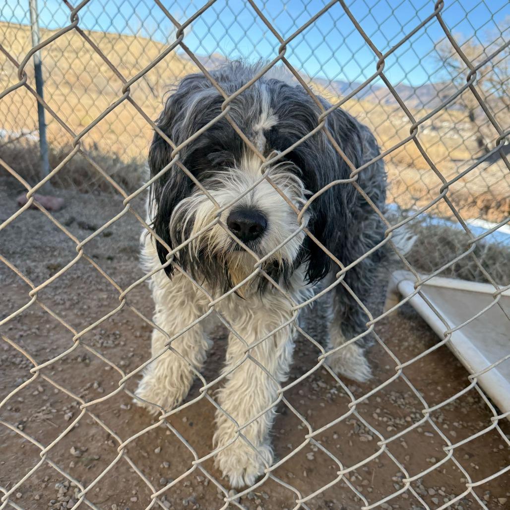 Enlarge Oliver (Seseme), a Adoptable mixed breed in Rifle, CO image 1/1
