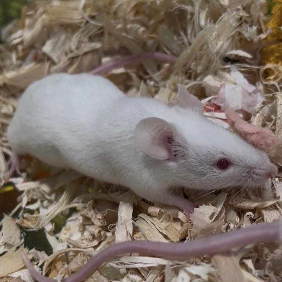 Feta, Adoptable, Baby Female Mouse.