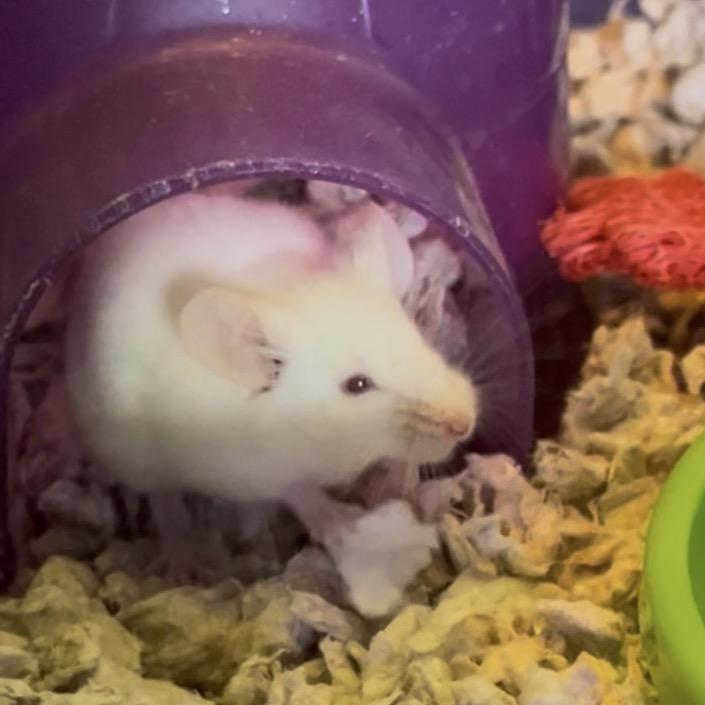 Enlarge Feta, a Adoptable Mouse in Clearwater, FL image 2/2