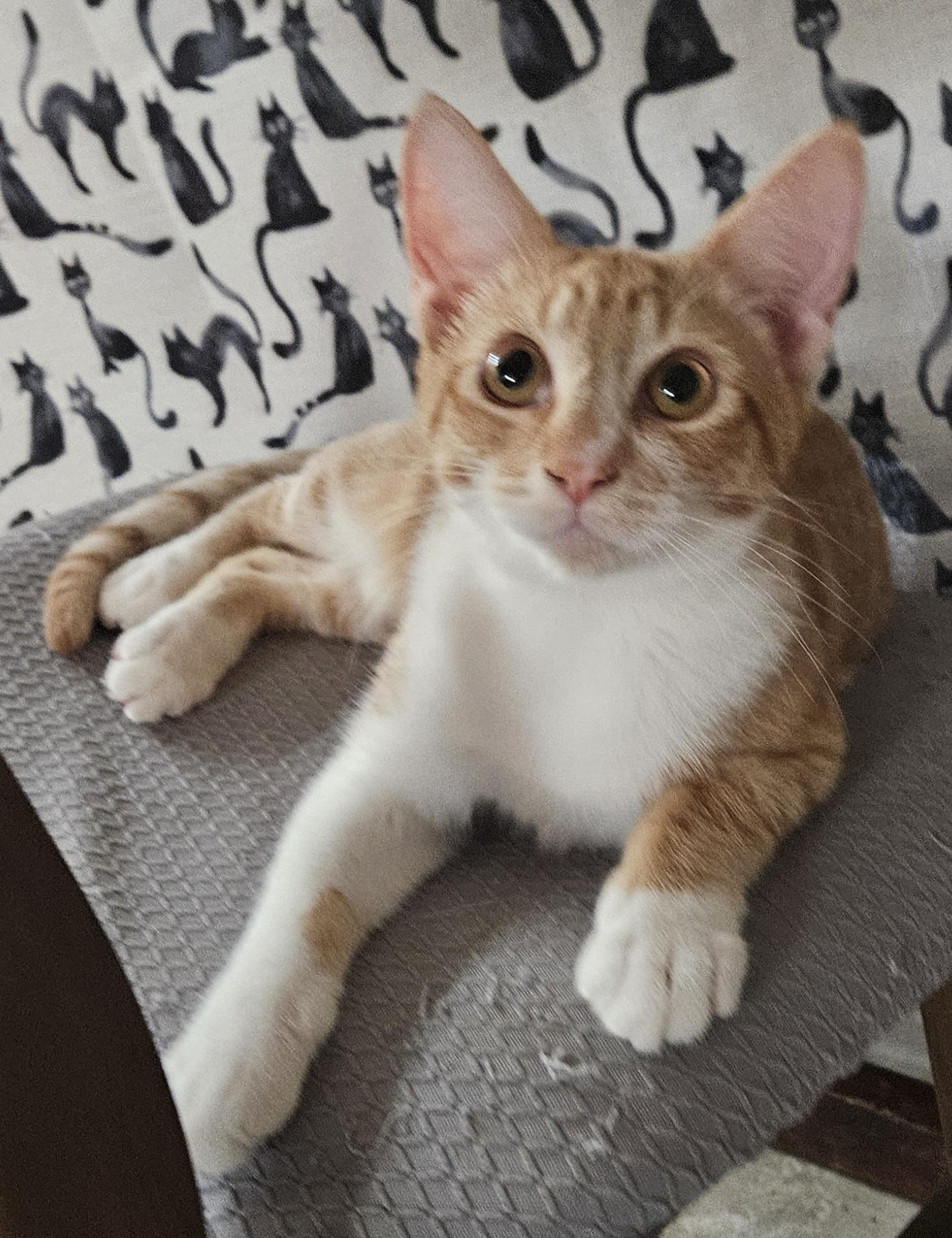 Coconut, Adoptable, Young Male Domestic Short Hair.