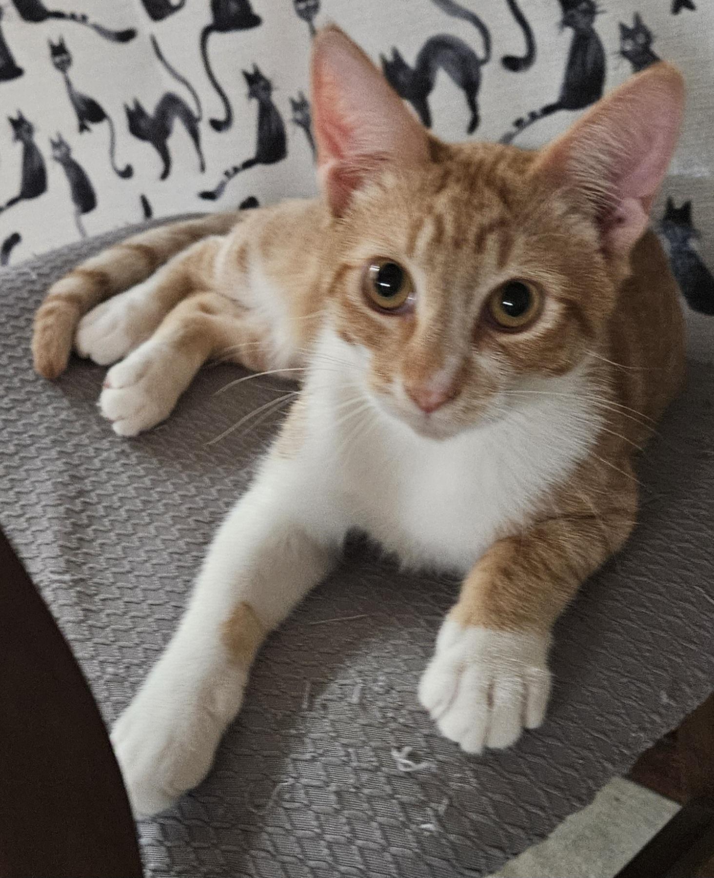 Enlarge Coconut, a Adoptable Domestic Short Hair in Moreno Valley, CA image 2/2