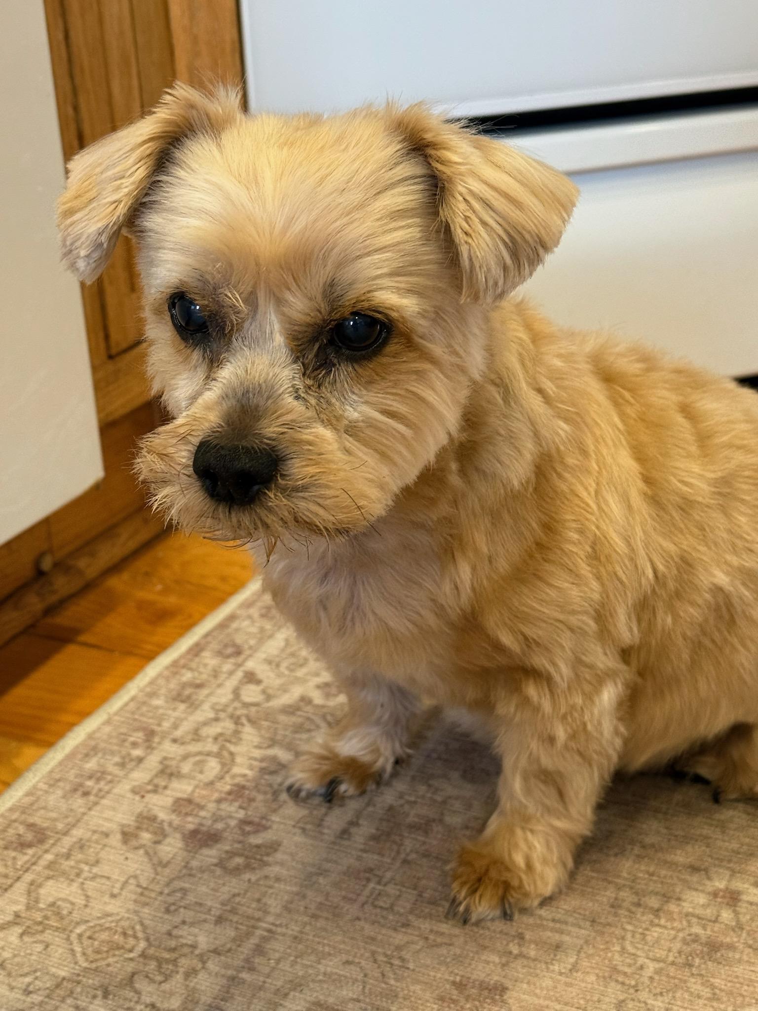 Crimson (VA) Gentle, ADOPTABLE, Adult Male Shih Tzu & Maltese.