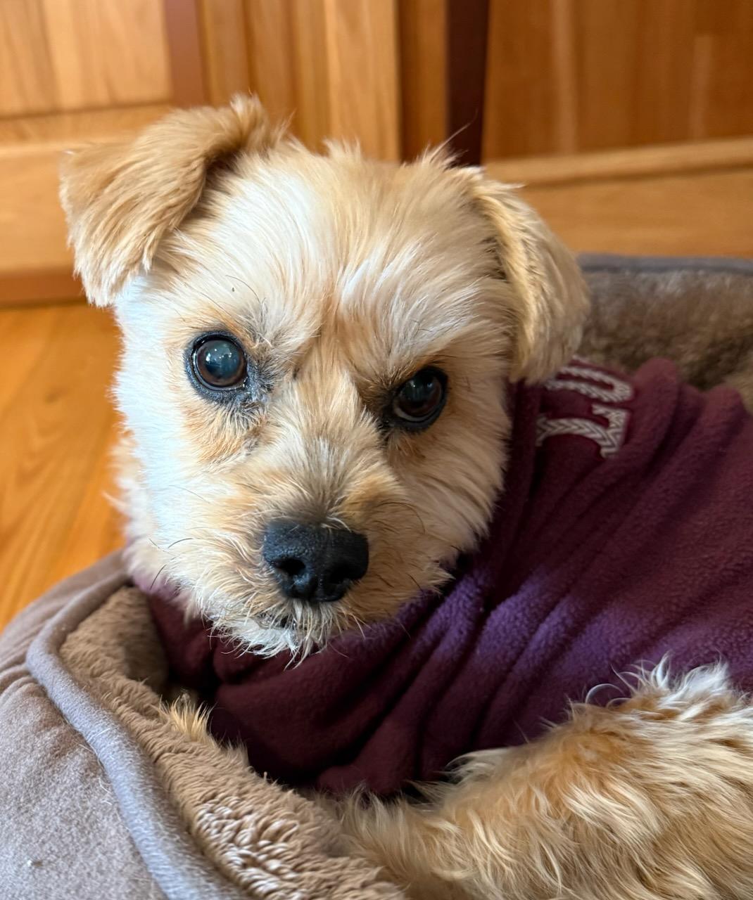 Crimson (VA) Gentle, ADOPTABLE, Adult Male Shih Tzu & Maltese.