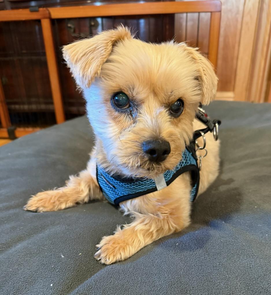 Crimson (VA) Gentle, a ADOPTABLE mixed breed in Fairfield, VA image 2/3