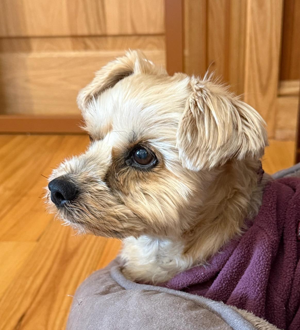 Crimson (VA) Gentle, a ADOPTABLE mixed breed in Fairfield, VA image 3/3