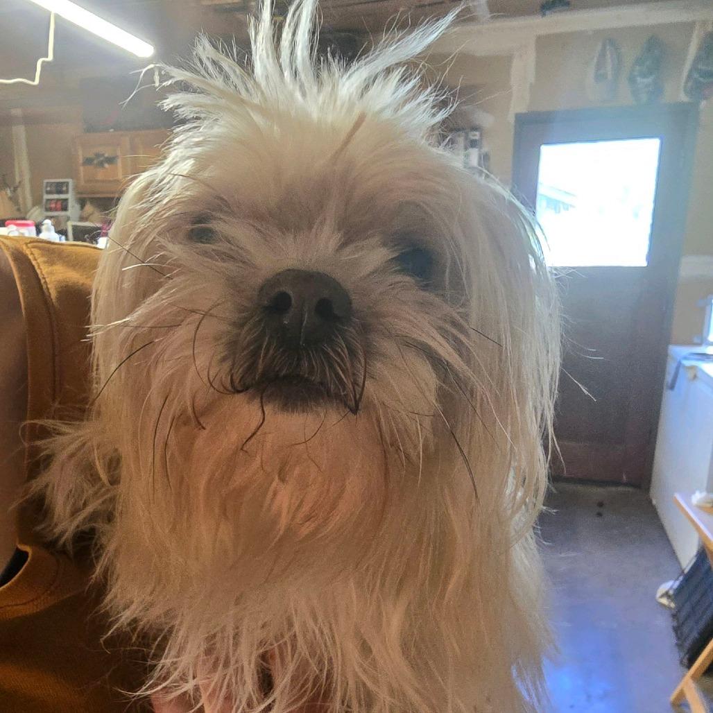 Buttercup, Adoptable, Senior Female Shih Tzu & Mixed Breed.