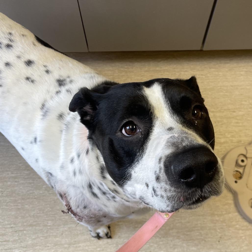 Stuffing, Adoptable, Adult Female Mixed Breed.