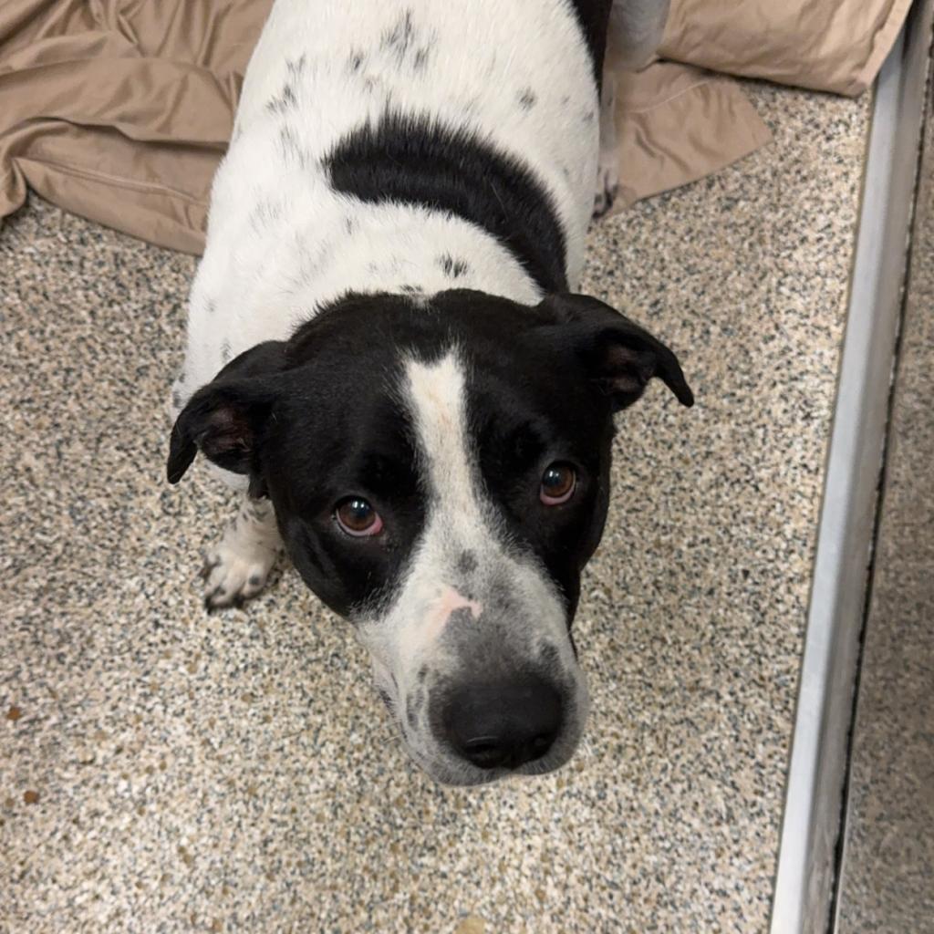 Stuffing, a Adoptable Mixed Breed in Red House, WV image 2/5