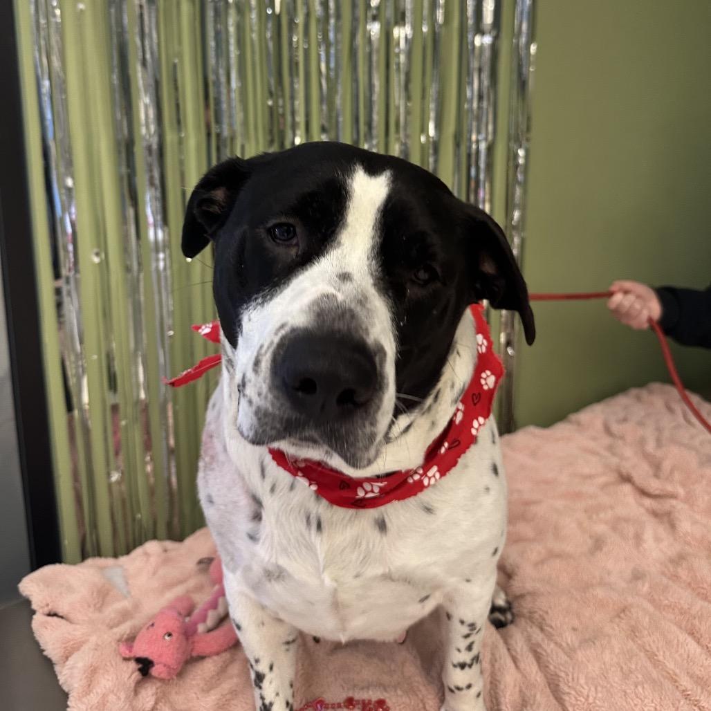 Stuffing, a Adoptable Mixed Breed in Red House, WV image 3/5