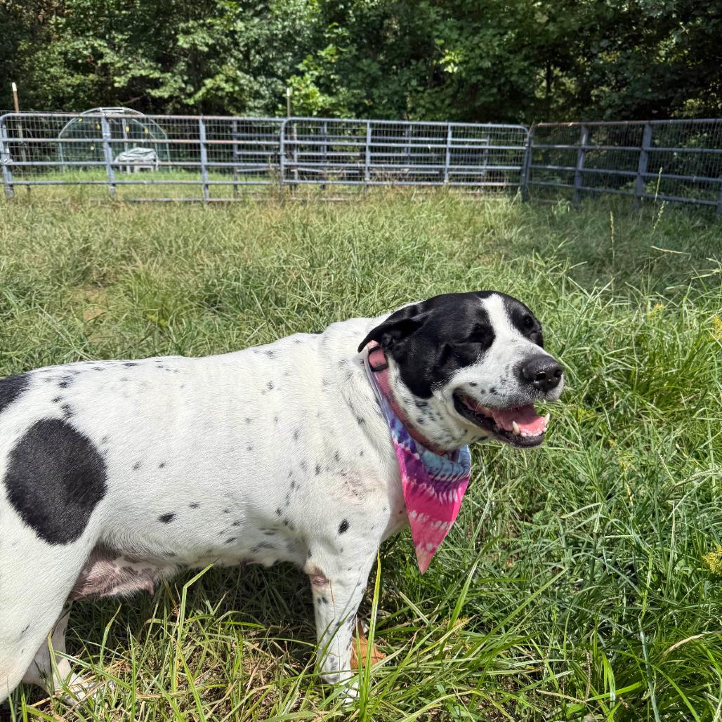 Stuffing, a Adoptable Mixed Breed in Red House, WV image 4/5