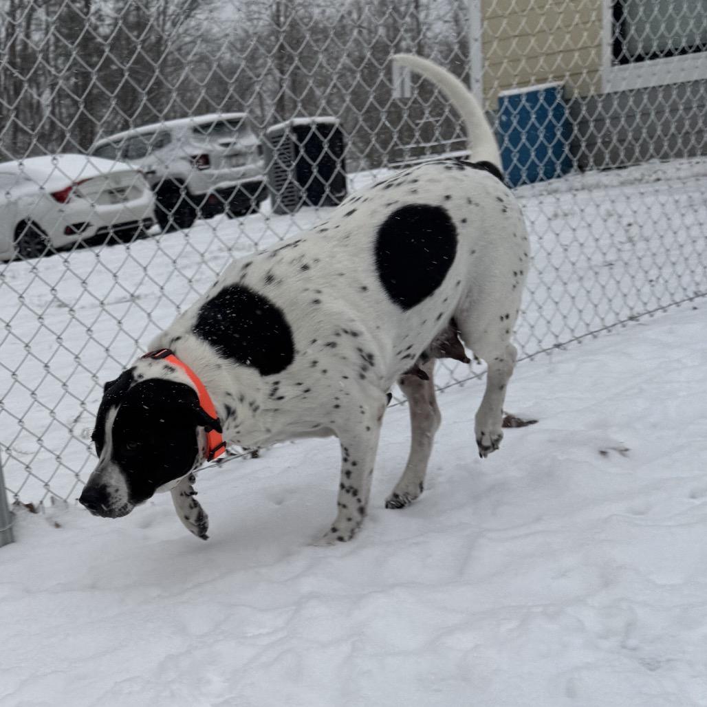 Stuffing, a Adoptable Mixed Breed in Red House, WV image 5/5