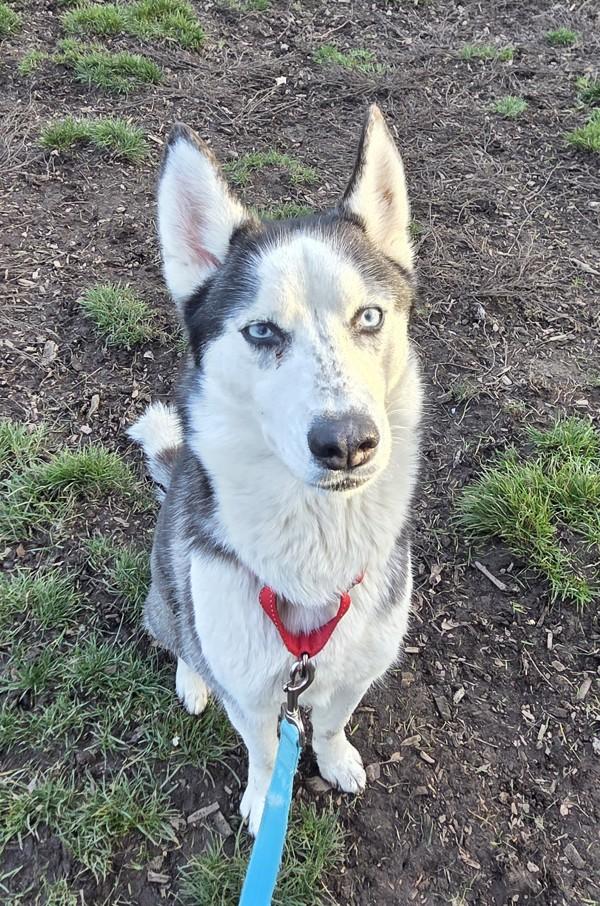 Enlarge Moana, a Adoptable mixed breed in Salem, OR image 1/2