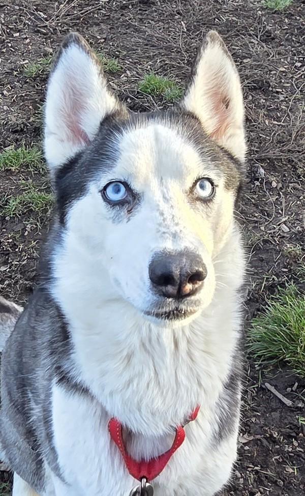 Enlarge Moana, a Adoptable mixed breed in Salem, OR image 2/2