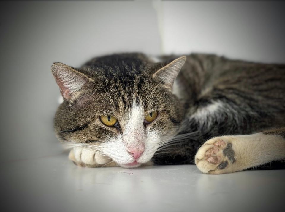 Randy, Adoptable, Adult Male Domestic Short Hair.