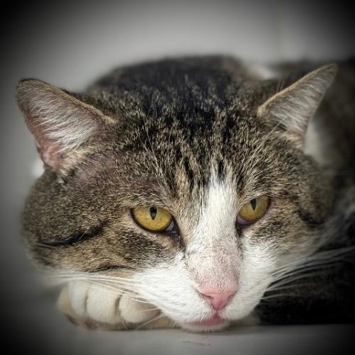 Enlarge Randy, a Adoptable mixed breed in Pittsfield, IL image 2/3