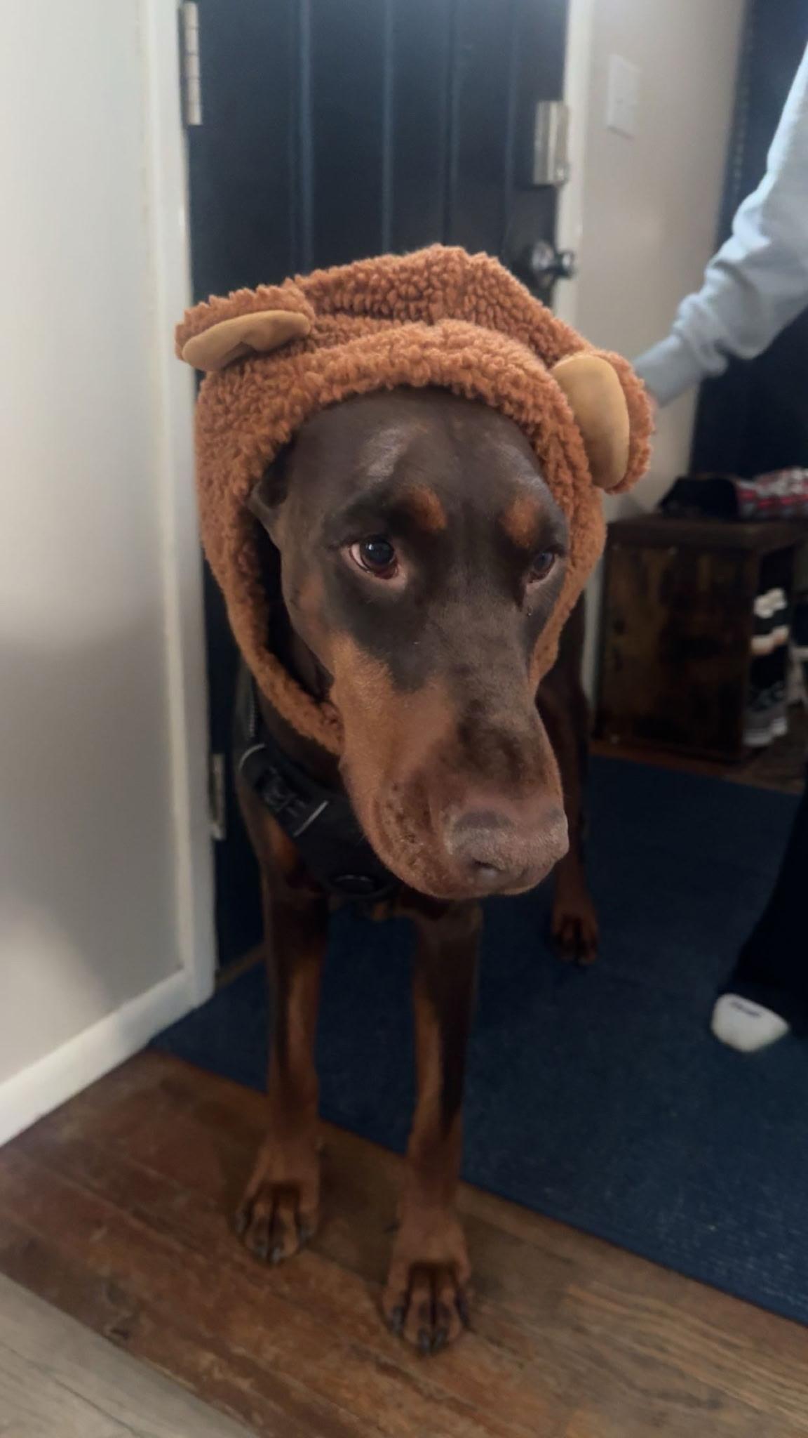 Enlarge Vogue, an adoptable Doberman Pinscher in Youngstown, OH image 2/5