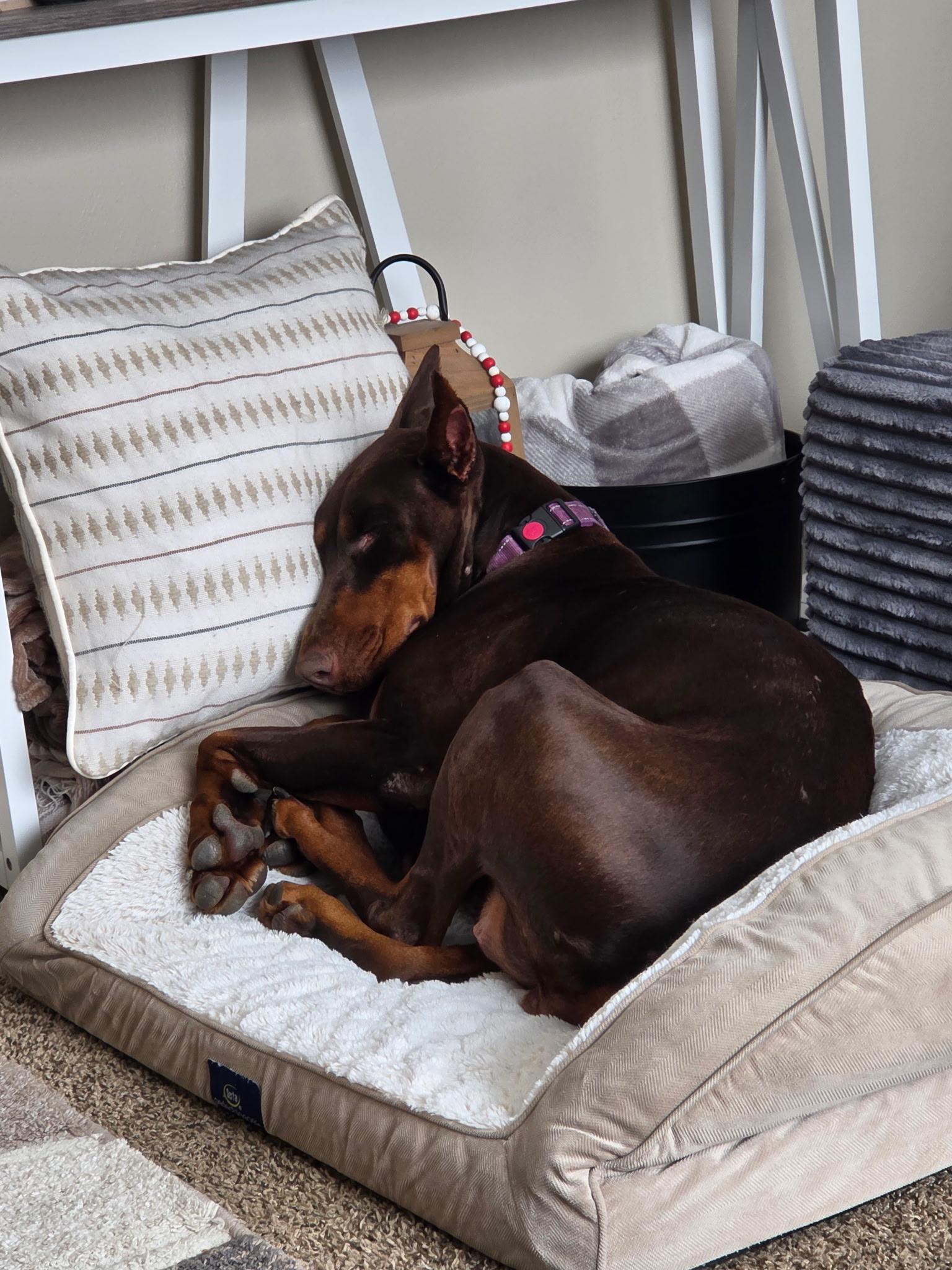 Enlarge Vogue, an adoptable Doberman Pinscher in Youngstown, OH image 3/5