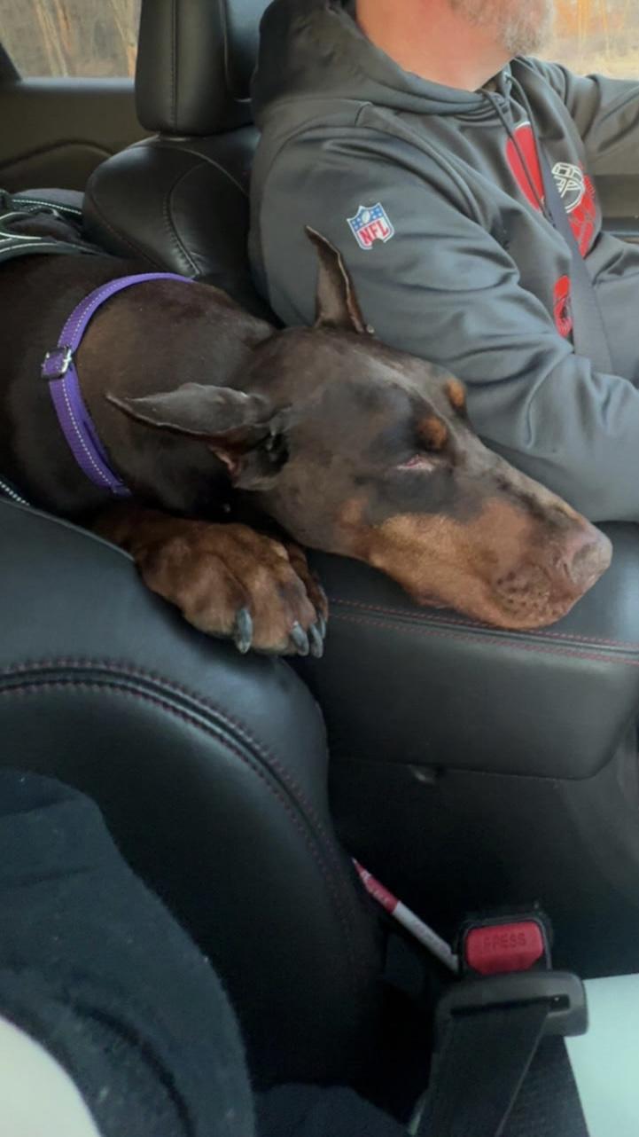 Enlarge Vogue, an adoptable Doberman Pinscher in Youngstown, OH image 4/5