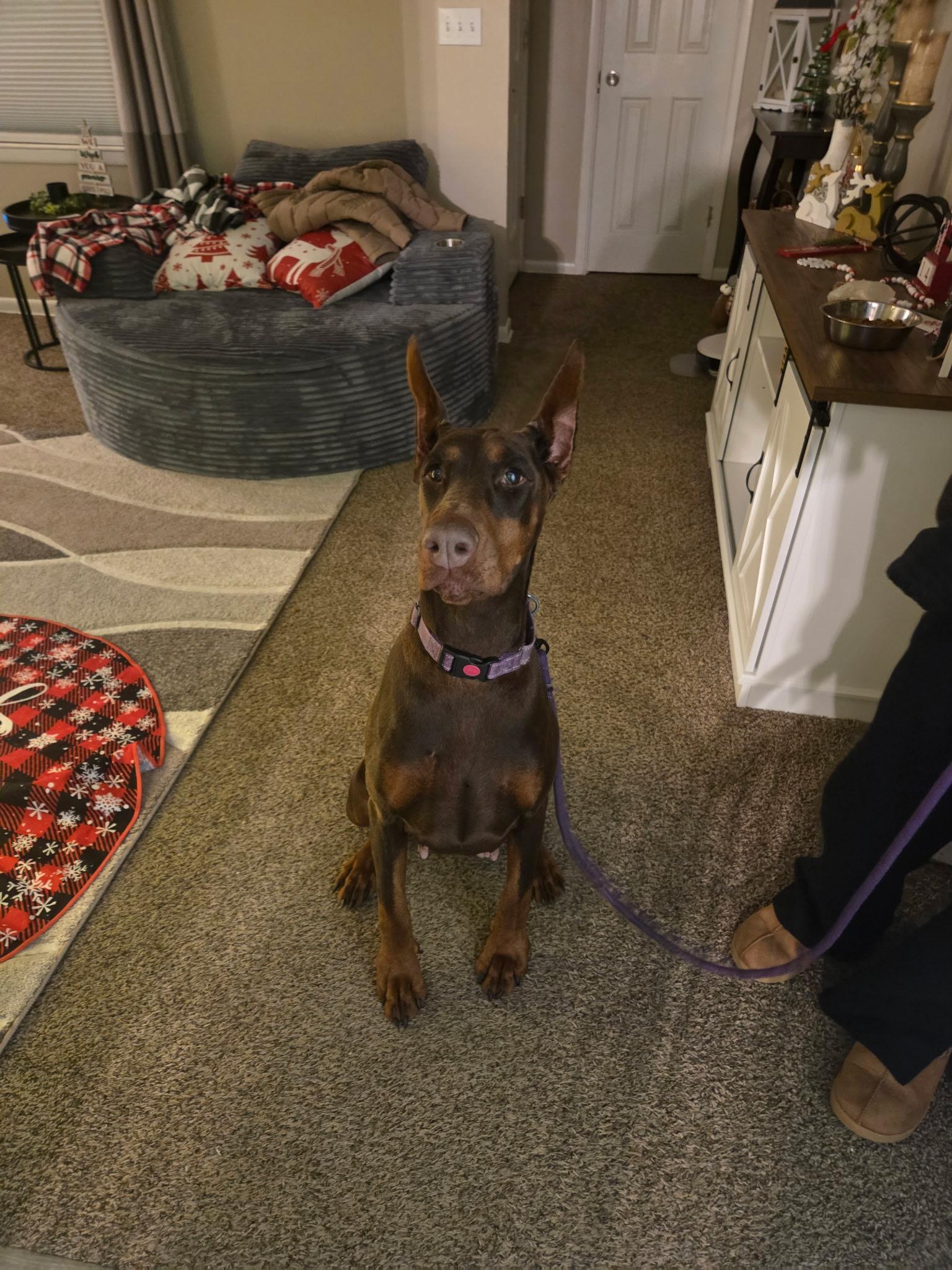 Enlarge Vogue, an adoptable Doberman Pinscher in Youngstown, OH image 1/5