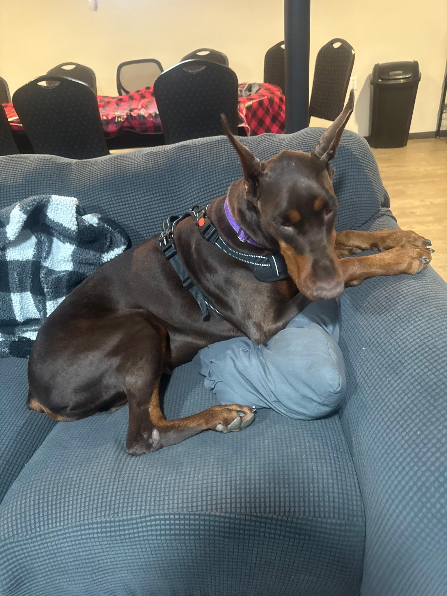 Enlarge Vogue, an adoptable Doberman Pinscher in Youngstown, OH image 5/5