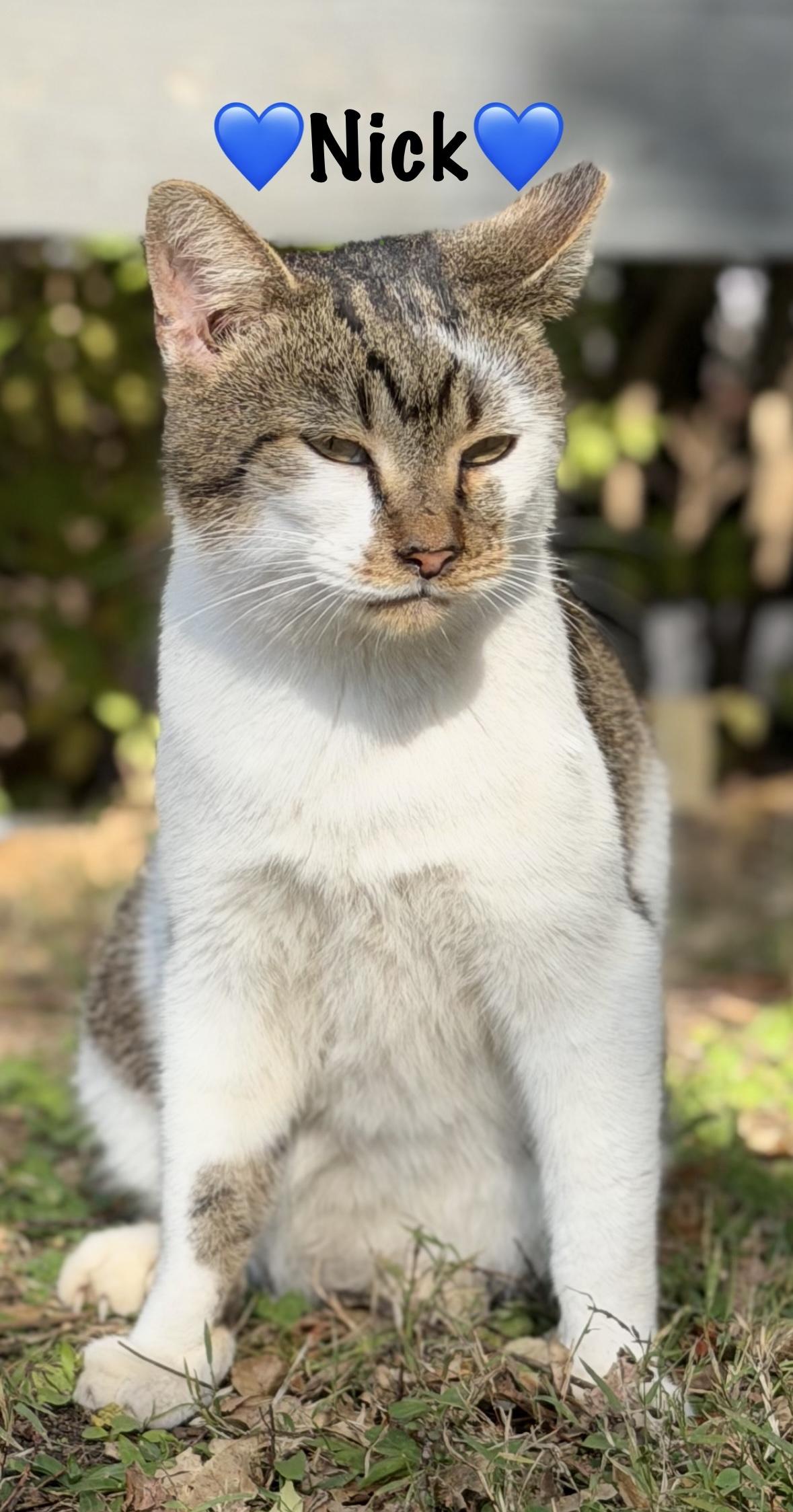 Enlarge Nick, a Adoptable Domestic Short Hair in Copley, OH image 1/1