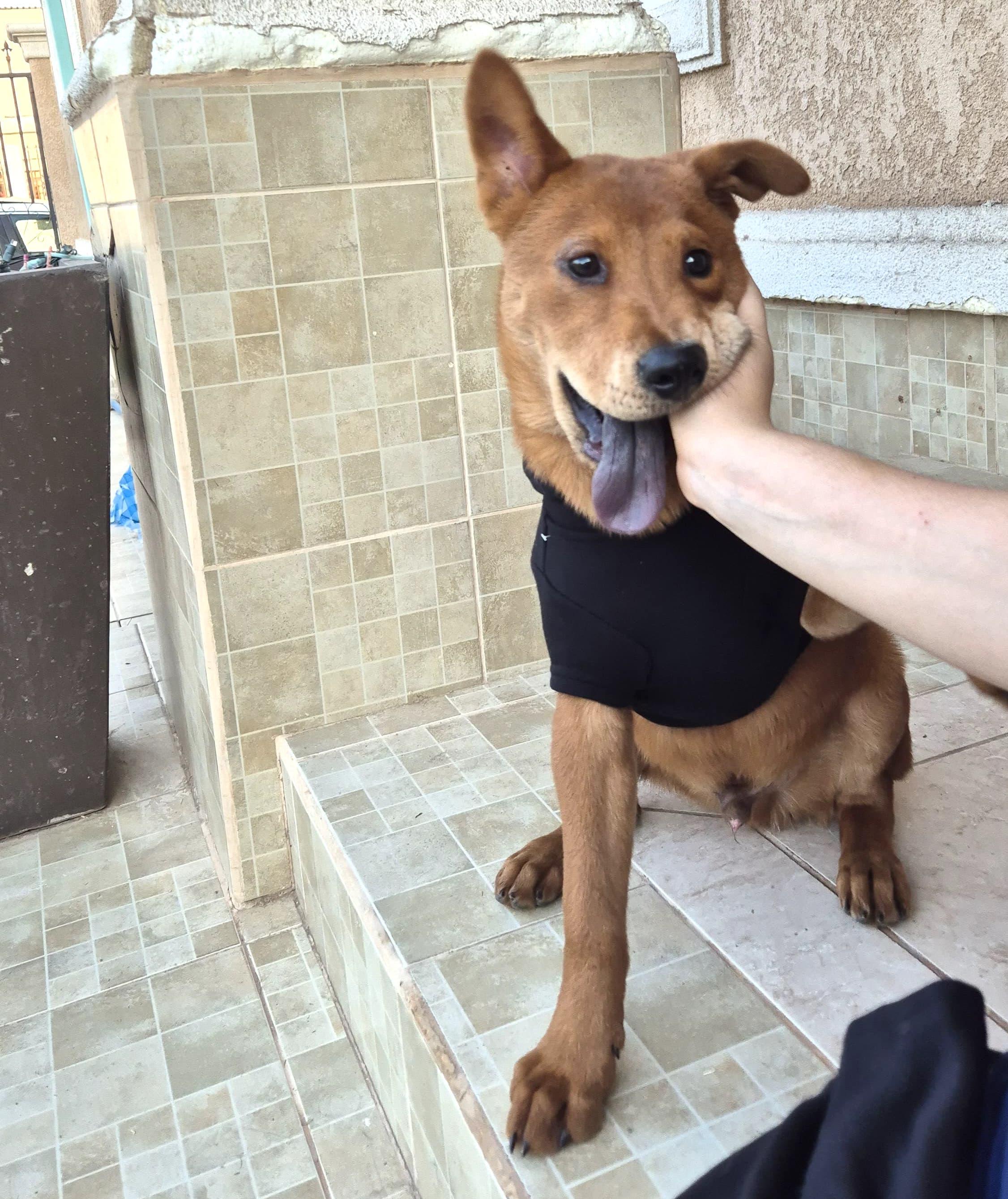 Chewie — thumbnail 2