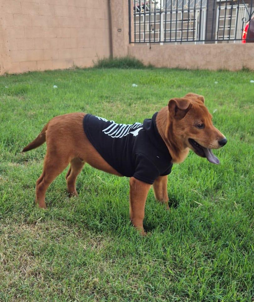 Chewie — thumbnail 3