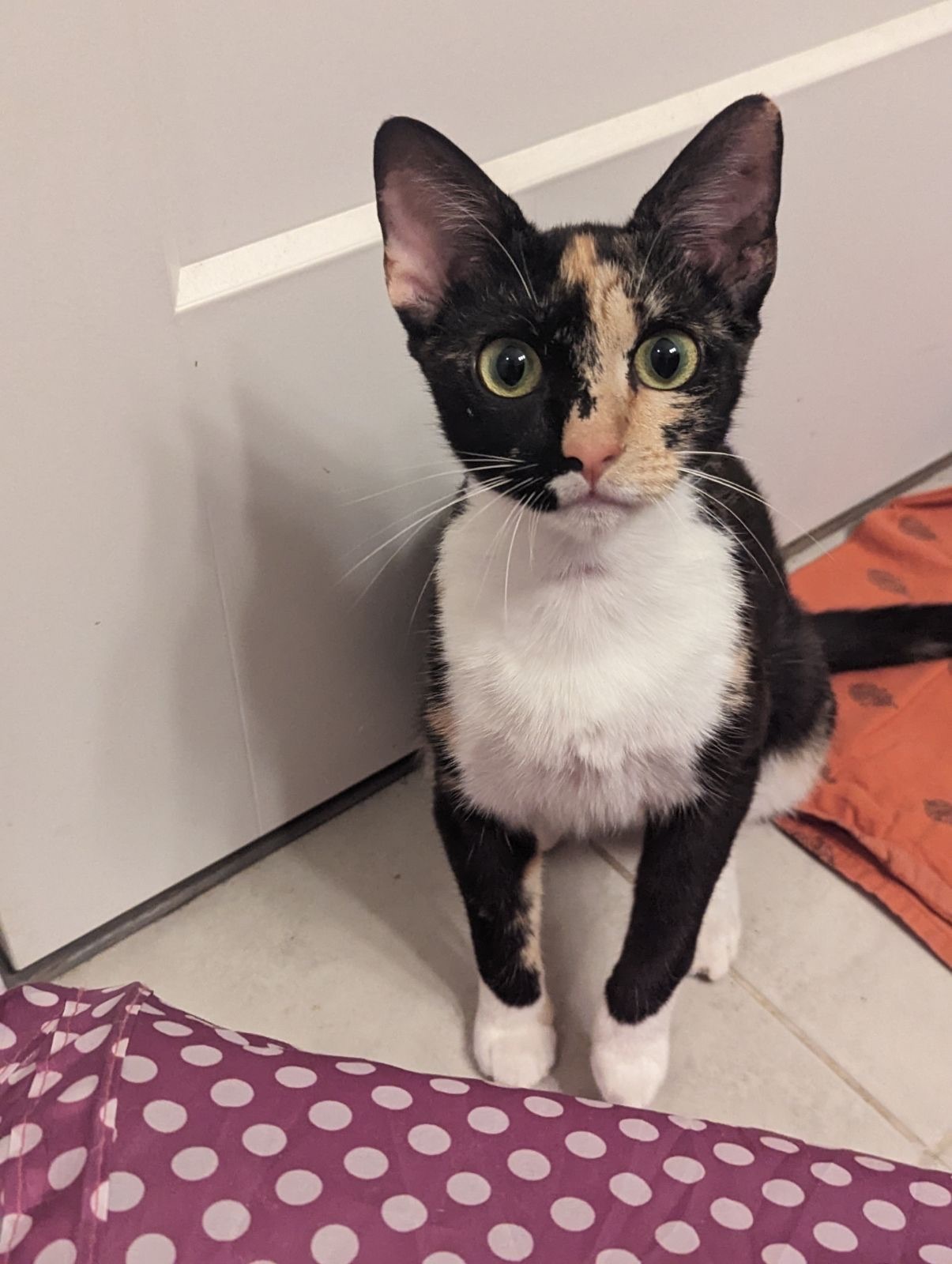 Layla, Adoptable, Adult Female Domestic Short Hair.